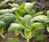 ALTIN PAK CHOI TOHUMU ( GOLDEN PAK CHOI ) thumbnail 1