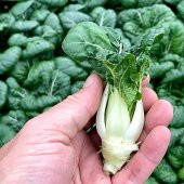 ALTIN PAK CHOI TOHUMU ( GOLDEN PAK CHOI ) thumbnail 3