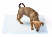 Yıkanabilir Köpek Çiş Pedi - 100 X 100 Cm 5li Paket - 4