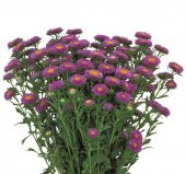 Mavi Kasımpatı F1 Tohumu ( 15 Tohum ) - 1