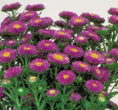 Mavi Kasımpatı F1 Tohumu ( 15 Tohum ) - 2