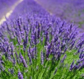 Mavi Lavanta - Hem kokusu hem de görüntü ( 15 Tohum ) - 2