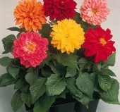 Yıldız  Dahlia Çiçeği Tohumu ( Bodur Mini Çiçekli ) Karışık Renkli - 5 tohum thumbnail 1