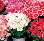 Godetya Tohumu ( Bahçe Açelyası ) Karışık Renkli - 5 Tohum - 1