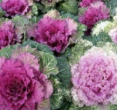 Süs Lahanası Tohumu ( Kıvırcık ) Karışık Renkli - 5 Tohum - 2