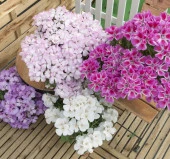 Godetya Tohumu ( Bahçe Açelyası ) Karışık Renkli - 5 Tohum - 2