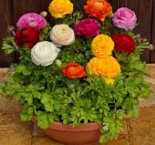 Şakayık Çiçeği Tohumu ( Katmerli Büyük Çiçekli ) Karışık Renkli - 5 Tohum thumbnail 1