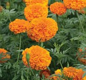 Kadife Çiçeği Tohumu ( İri Çiçekli Uzun Boylu ) Turuncu Renkli - 5 Tohum - 1