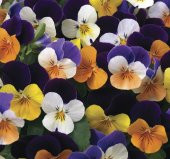 Menekşe Çiçeği Tohumu ( Mini Mini Çiçekli ) Karışık Renkli - 8 Tohum thumbnail 1