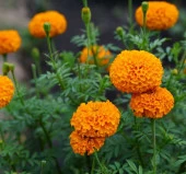 Kadife Çiçeği Tohumu ( İri Çiçekli Uzun Boylu ) Turuncu Renkli - 5 Tohum - 2