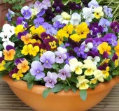 Menekşe Çiçeği Tohumu ( Mini Mini Çiçekli ) Karışık Renkli - 8 Tohum thumbnail 2