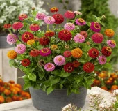 Kirli Hanım Çiçeği Tohumu ( Büyük Çiçekli Zinnia ) Karışık Renkli - 5 Tohum - 2