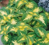 Yaprak Güzeli Tohumu ( Geniş Yaprak ) - Kırmızı Yeşil Beyaz - 20 Tohum - 1