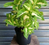 Yaprak Güzeli Tohumu ( Geniş Yaprak ) - Kırmızı Yeşil Beyaz - 20 Tohum - 2