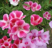 Godetya Çiçeği Tohumu ( Büyük Çiçek Bahçe Açelyası ) Karışık Renkli - 5 Tohum - 2