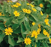 Madalyon Çiçeği Tohumu ( Büyük Geniş Bitki ) Sarı Renkli - 10 Tohum - 2