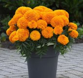 Kadife Çiçeği ( Marigold Büyük Çiçek ) Turuncu Renkli - 10 Tohum - 1