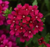 Mine Çiçeği ( Sarkan Çok Dallanan ) Bordo Renkli - 10 Tohum thumbnail 1