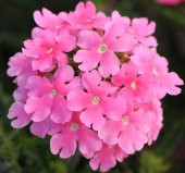 Mine Çiçeği ( Sarkan Çok Dallanan ) Pembe Renkli - 10 Tohum thumbnail 1