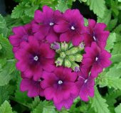 Mine Çiçeği ( Sarkan Çok Dallanan ) Mor Renkli - 10 Tohum thumbnail 1