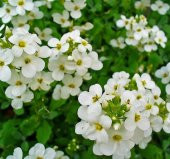 Arabis Tohumu ( Alp Kesimi ) Beyaz Renkli - 20 Tohum - 1