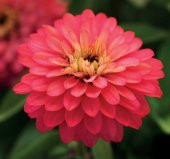 Kirli Hanım ( Zinnia İri Çiçek ) Somon Renkli - 5 Tohum - 1