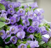 Çan Çiçeği Tohumu ( Mini Maviş ) Leylak Renkli - 5 Tohum thumbnail 1