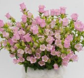 Çan Çiçeği Tohumu ( Mini Maviş ) Pembe Renkli - 5 Tohum - 1