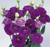 Lisianthus Çiçeği Tohumu ( Katmerli, Bodur ) Mavi Renkli - 5 Tohum - 1