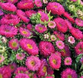 Kasımpatı Çiçeği Tohumu ( Uzun boylu, Kesimlik ) Pembe Renkli - 5 Tohum - 1