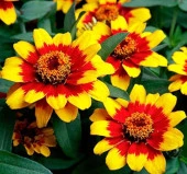 Zinnia Çiçeği Tohumu ( Mini Çiçekli, Kirli Hanım ) Sarı Kırmızı Renkli - 5 Tohum - 1