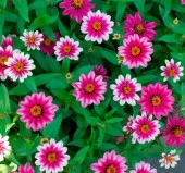 Zinnia Çiçeği Tohumu ( Mini Çiçekli, Kirli Hanım ) Cherry Renkli - 5 Tohum thumbnail 2