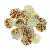 100gr. 4-6cm Pecten Macaranses Doğal Deniz Kabuğu - 1
