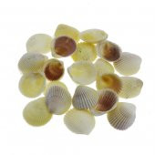 100gr. 3-4cm White Cockles Doğal Deniz Kabuğu - 1
