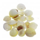 100gr. 3-4cm White Cockles Doğal Deniz Kabuğu Delikli - 1