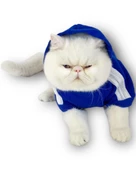 Saks mavi Adidog Kapşonlu Kedi Sweatshirt Kedi Kazağı Duo - 2