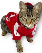 Kırmızı Adidog Kapşonlu Kedi Sweatshirt Kedi Kazağı Duo - 5