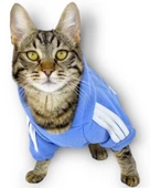 Bebek Mavisi Adidog Kapşonlu Kedi Sweatshirt Kedi Kazağı - 2