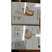 Hill's Pet Nutrition Hill's Atlas of Veterinary Clinical Anatomy , Hills - 2