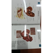 Hill's Pet Nutrition Hill's Atlas of Veterinary Clinical Anatomy , Hills - 3