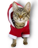 Kırmızı Sevimli Fare Kapşonlu Kedi Tulumu thumbnail 2