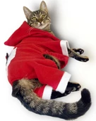 Kırmızı Sevimli Fare Kapşonlu Kedi Tulumu thumbnail 4