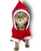 Kırmızı Sevimli Fare Kapşonlu Kedi Tulumu thumbnail 3