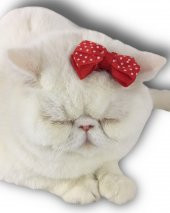 Kedi Tokası Dinner Kırmızı - 1