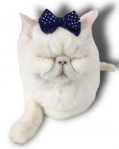 Kedi Tokası Dinner Navy - 1