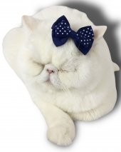 Kedi Tokası Dinner Navy - 3