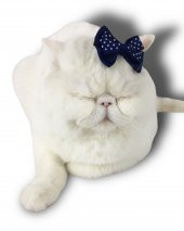 Kedi Tokası Dinner Navy - 4