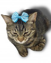 Kedi Tokası Stripe Serisi Blue - 2