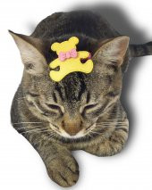 Kedi Tokası Teddy Serisi Yellow - 2