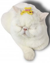 Kedi Tokası Teddy Serisi Yellow - 4